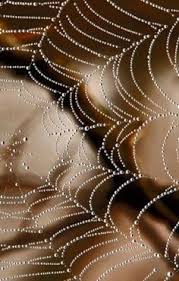 Exemples de toile d'araignée en russe. 18 Meilleures Idees Sur Toile D Araignee Araignee Toile D Araignee Toile