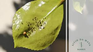 O fungo preto está entre os fungos menos prejudiciais para as suculentas. Como Acabar Com Pragas Em Planta Sitio Da Mata