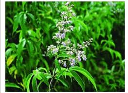 Plant flowers that start with v. Photograph Of V Negundo Plant Leaves With Purple Flowers Download Scientific Diagram
