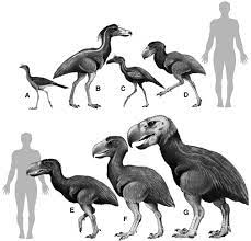 Check spelling or type a new query. Species New To Science Reconstructions Of Some Phorusrhacids Terror Birds Family Phorusrhacidae Ancient Animals Prehistoric Prehistoric Wildlife