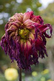 Pin On Gardening