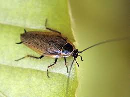 qu est ce que c est que cette bebete au jardin forum de jardinage