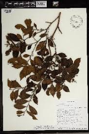 Image result for Xylopia lukei