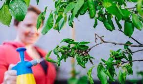 A pump sprayer is used to apply neem oil mixture on fruit trees. When To Spray Fruit Trees The Simple Fairy Liquid Solution To Prevent And Kill Aphids Express Co Uk