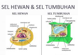 20 Perbedaan Sel Hewan Dan Sel Tumbuhan Lengkap Tabel Markijar Com