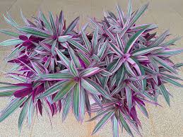 Image result for Tradescantia spathacea