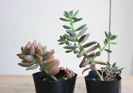 多肉植物の上手な育て方 コツとお手入れ 植え替え 寄せ植えを一挙紹介します Gardenstory ガーデンストーリー