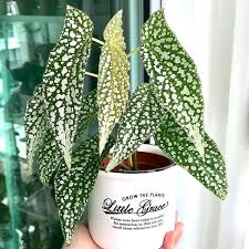 Image result for Begonia poculifera