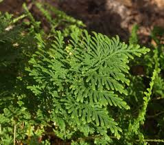 Image result for Selaginella soyauxii
