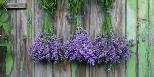 Yoni steam herb guide & recipes. Ultimate Guide To Using Herbs For Vaginal Steaming