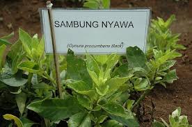 Yang penting tanah tersebut senantiasa lembab dan cukup kaya dengan organan. Pintar Herba Nusantara Sambung Nyawa Ada Lah Jenis Tumbuhan Tahunan Yang Banyak Di Gunakan Dalam Perubatan Di Negara Negara Asia Tenggara Seperti Di Malaysia Indonesia Dan Thailand Namun Sebenar Nya Ia Adalah