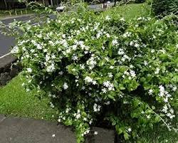 Image result for Jasminum multiflorum