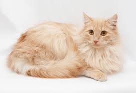 The american longhair cat has a distinct family tree that people pruned, making it much easier to trace their lineage. What Is A Domestic Longhair Cat