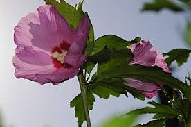 Image result for Hibiscus subreniformis