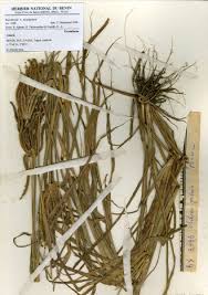 Image result for Chloris pilosa