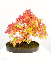 See more ideas about maple bonsai, bonsai, japanese maple bonsai. Classic Specimen Japanese Maple Acer Bonsai Tree