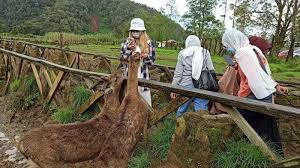 Harga tiket masuk pantai siung adalah 10 ribu rupiah yang sudah termasuk biaya masuk nglambor dan juga jogan yang masih berada dalam satu kawasan. Https Tribunjabartravel Tribunnews Com 2021 06 07 Meski Harus Naik Ojek Ke Lokasi Pemandian Air Panas Desa Subang Kuningan Selalu Ramai Setiap Hari Https T 2 Tstatic Net Tribunjabartravel Foto Bank Images Kolam Renang Air Panas Subang 3 Jpg Kolam