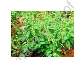 Image result for Ocimum americanum