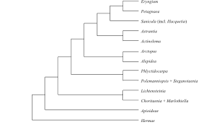 Image result for Lefebvrea longipedicellata