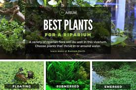 Riparium Complete Care Guide How To Build Bantam Earth Nature Aquarium Beautiful Terrariums Aquascape Design