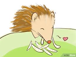 Cara Merawat Landak 10 Langkah Dengan Gambar Wikihow