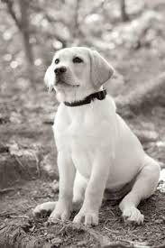 Puppyarea.com has been visited by 100k+ users in the past month 200 Best White Labrador Retriever Puppies Ideas Puppies Labrador Retriever Puppies Labrador Retriever