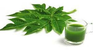 Gambar daun obat obatan terlihat keren download now daftar tanaman o. Ini Manfaat Daun Pepaya Lebih Ampuh Ketimbang Obat Medis Tribun Batam