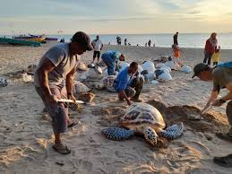 Ujar wan hamizah, beliau mengalakkan pelajarnya untuk terlibat dalam aktiviti psr bagi memberi kesedaran supaya spesies penyu terpelihara untuk generasi akan datang. Lebih 30 Penyu Karah Menunggu Pelancong Di Pengkalan Balak
