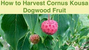 Wash, stem, and mash blueberries. How To Harvest Cornus Kousa Dogwood Fruit Youtube