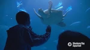 Search, discover and share your favorite keep swimming gifs. Sea Turtle Swimming Gif By Monterey Bay Aquarium Find Share On Giphy