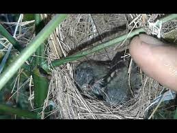 Ciblek kristal gacor ini ngebren ngonci, cocok untuk memaster burung lain atau burung sejenis. Sarang Burung Ciblek Di Alam Liar Prinia Familiaris Youtube