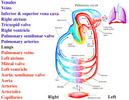 blood flow through systemic and pulmonary circuits