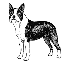 Black solid black boston terriers. Breed Standards Boston Terrier United Kennel Club Ukc