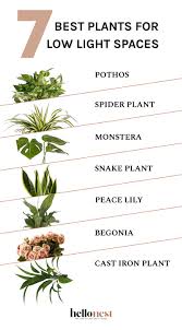 We did not find results for: The Best Plants For Low Light Spaces Hello Nest