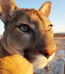 Puma In 2020 Jaguar Animal Animals Animals Wild