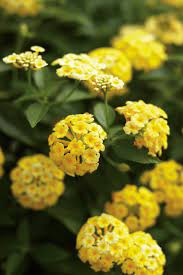 Lantana Lantana Camara Lantana Plants