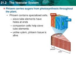 The word xylem is derived from the greek word ξύλον (xylon), meaning wood. Water And Dissolved Minerals Move Through Xylem Ppt Download