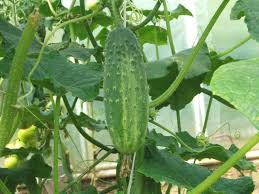 Image result for Cucumis aetheocarpus