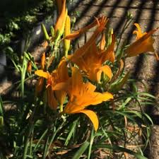 I deadhead the wilting daylily. Star Nursery Garden Center S Plant Library Shrubs