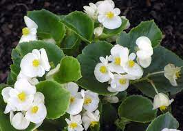 Begonia Home Garden Information Center