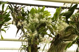 Image result for Cyrtorchis