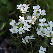 Image result for Arabis