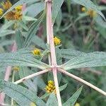 Image result for Flaveria bidentis