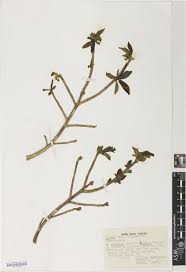 RHS Digital Collections