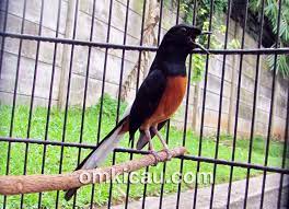 Memilih Burung Murai Batu Burung Master Burung Murai Batu