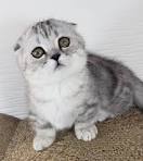 Scottish Fold Munchkin | Berkeley Hills Cattery | About