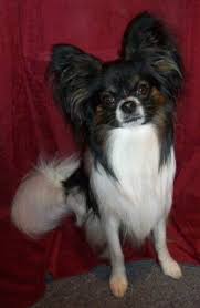 black papillon dog pictures goldenacresdogs com