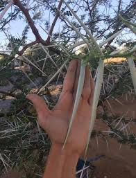 Image result for Acacia erioloba