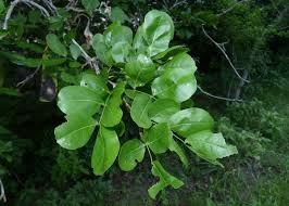 Image result for Micklethwaitia