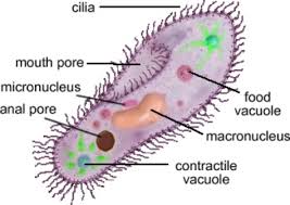 Maybe you would like to learn more about one of these? Protists Facts And Types Animal Like Plant Like Fungus Like